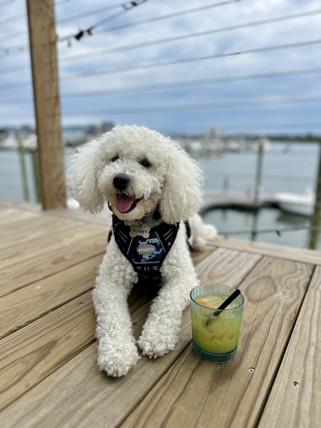 Entry image for Sunny. Clicking this image will show a larger photo