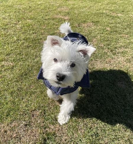 Entry image for Otto . Clicking this image will show a larger photo