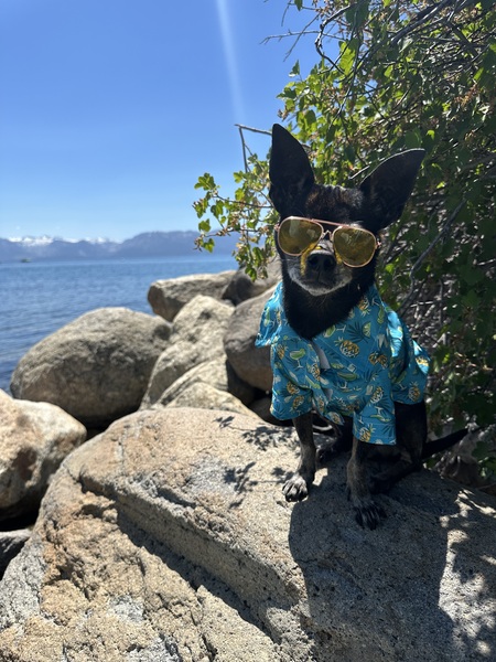 Entry image for Skipper. Clicking this image will show a larger photo