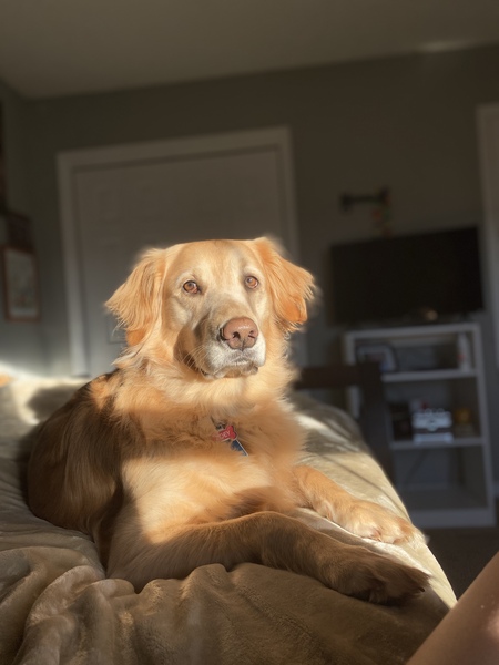 Entry image for Zoey. Clicking this image will show a larger photo