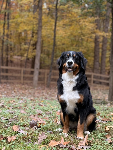 Entry image for Lainey. Clicking this image will show a larger photo