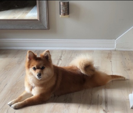 Entry image for Foxy. Clicking this image will show a larger photo