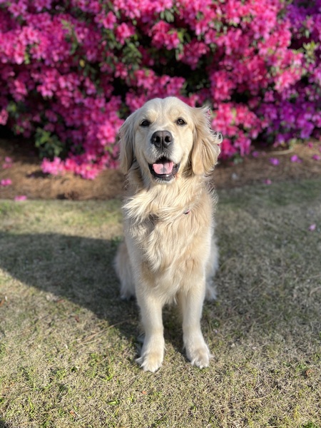 Entry image for Reynolds. Clicking this image will show a larger photo