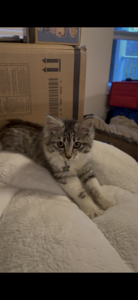 Entry image for Mochi . Clicking this image will show a larger photo