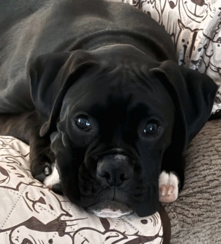 Entry image for Charlie. Clicking this image will show a larger photo