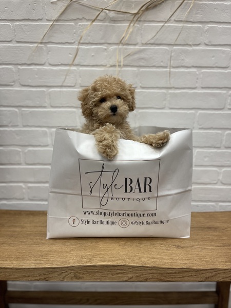 Entry image for Dunkin. Clicking this image will show a larger photo