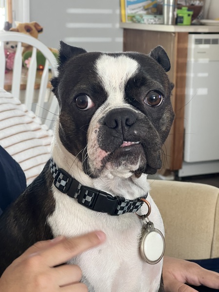 Entry image for Bennie. Clicking this image will show a larger photo