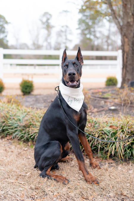 Entry image for Ace. Clicking this image will show a larger photo