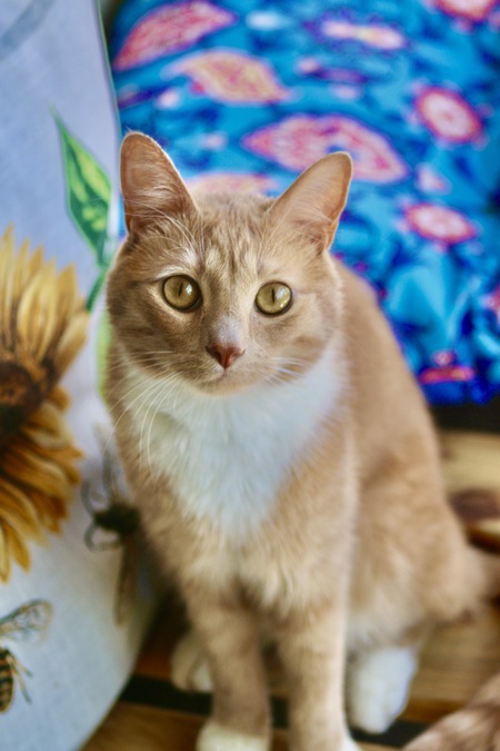 Entry image for Pumpkin. Clicking this image will show a larger photo