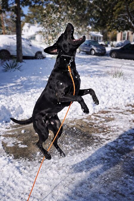 Entry image for Echo. Clicking this image will show a larger photo