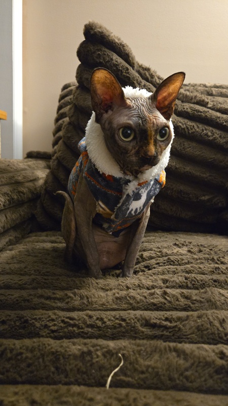 Entry image for Freya. Clicking this image will show a larger photo