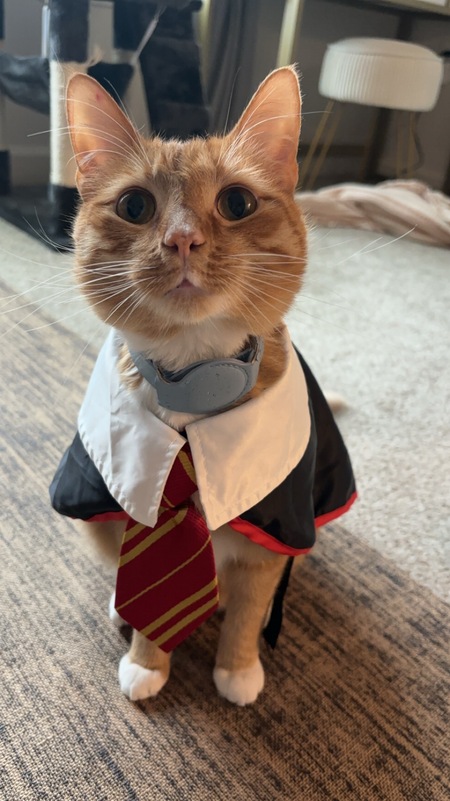 Entry image for Cheddar. Clicking this image will show a larger photo