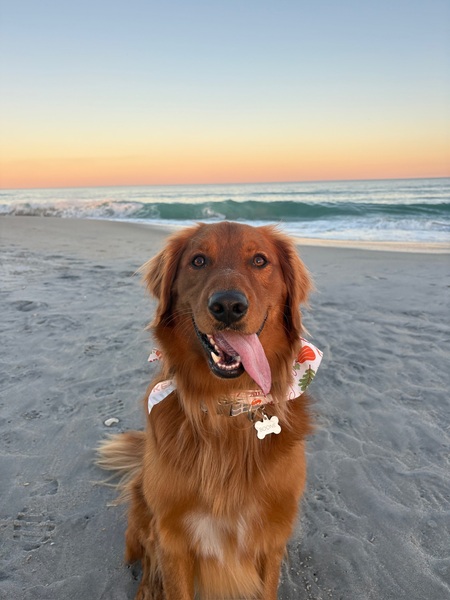 Entry image for Boone. Clicking this image will show a larger photo