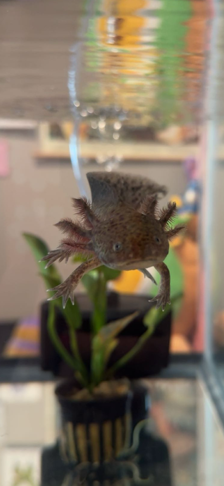 Entry image for Toothless. Clicking this image will show a larger photo