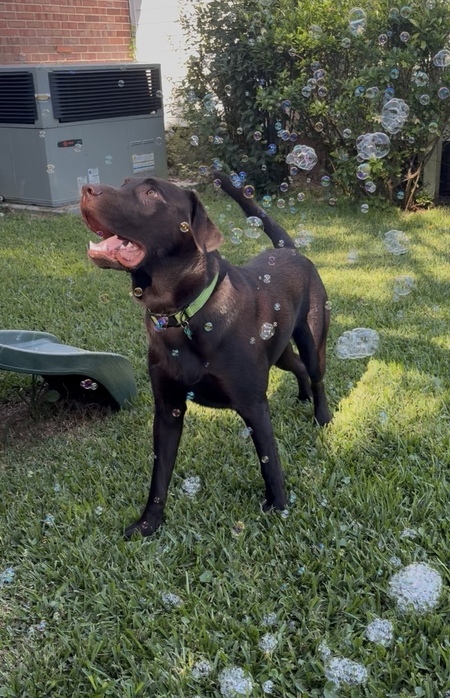 Entry image for Pickles Max. Clicking this image will show a larger photo