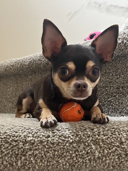 Entry image for Mocha . Clicking this image will show a larger photo