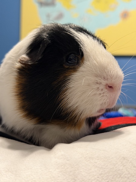 Entry image for George Henry. Clicking this image will show a larger photo