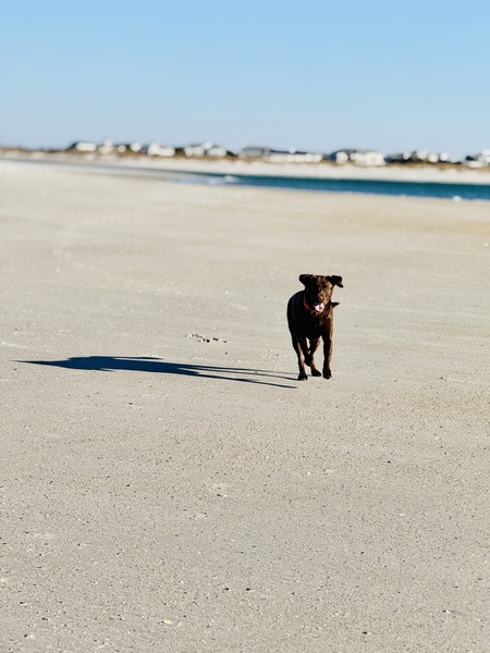 Entry image for Ace Davis Grogan. Clicking this image will show a larger photo