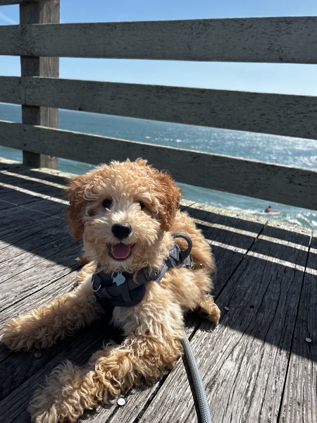 Entry image for Finn. Clicking this image will show a larger photo