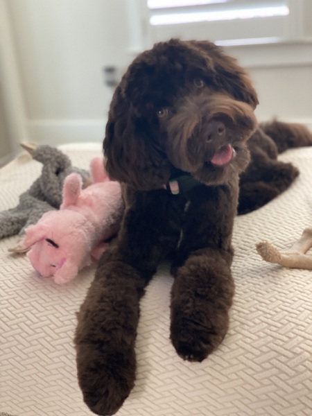 Entry image for Elsie . Clicking this image will show a larger photo