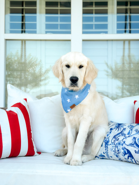 Entry image for Monk. Clicking this image will show a larger photo