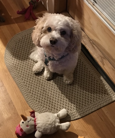 Entry image for Patches. Clicking this image will show a larger photo