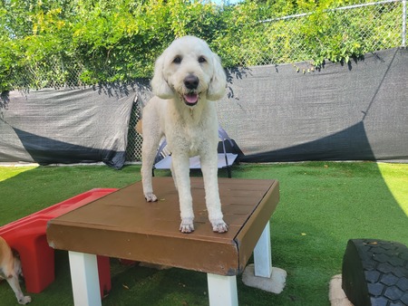 Entry image for Polly. Clicking this image will show a larger photo