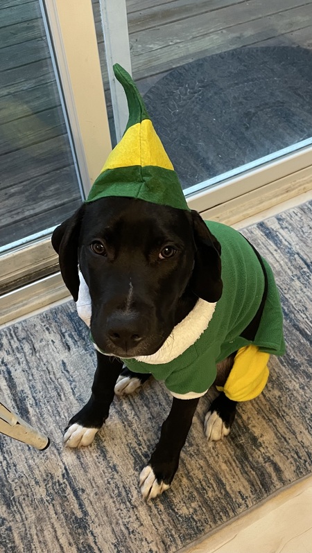 Entry image for Bear. Clicking this image will show a larger photo