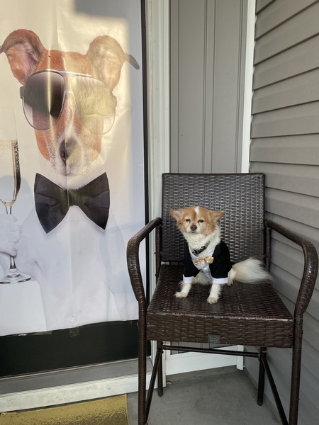 Entry image for Lucky. Clicking this image will show a larger photo