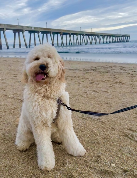 Entry image for Gus Batson Berry. Clicking this image will show a larger photo