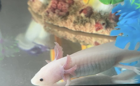 Entry image for Penelope. Clicking this image will show a larger photo