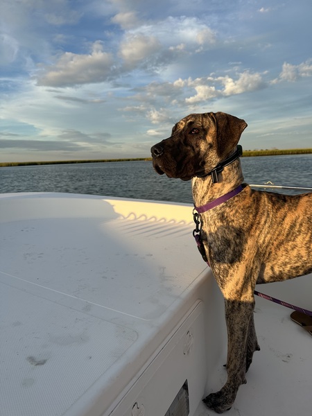 Entry image for Luna Marie . Clicking this image will show a larger photo