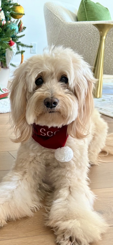 Entry image for Scout. Clicking this image will show a larger photo