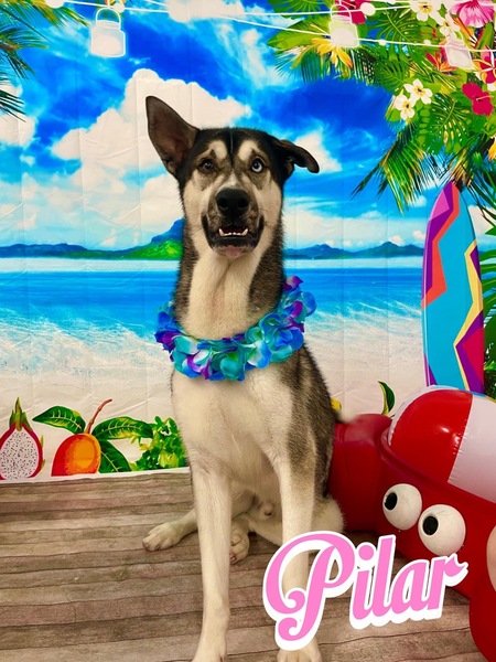 Entry image for Pilar. Clicking this image will show a larger photo