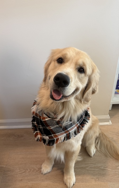 Entry image for Chewie. Clicking this image will show a larger photo