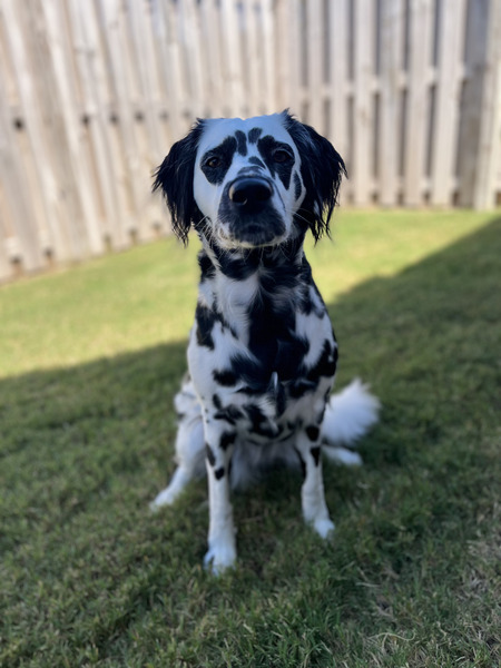 Entry image for Dottie. Clicking this image will show a larger photo