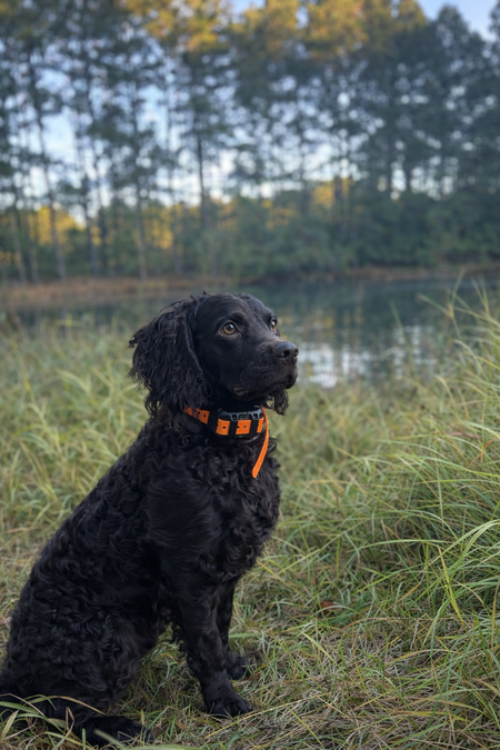 Entry image for Bandit . Clicking this image will show a larger photo