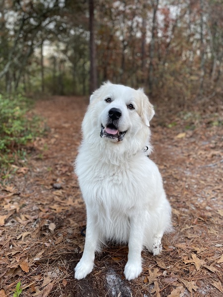 Entry image for Benji. Clicking this image will show a larger photo