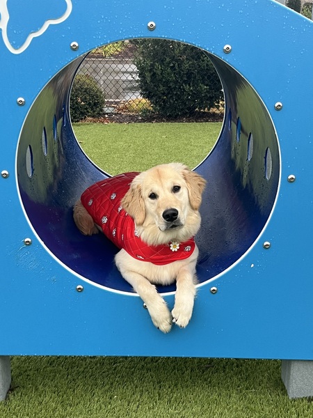 Entry image for Daisy. Clicking this image will show a larger photo