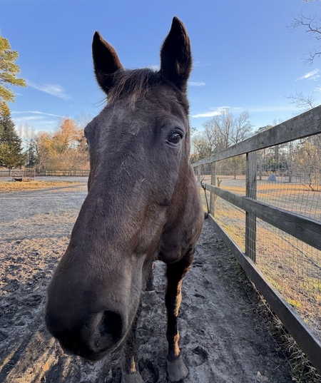 Entry image for Blaze. Clicking this image will show a larger photo