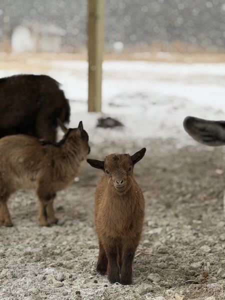 Entry image for Millie. Clicking this image will show a larger photo