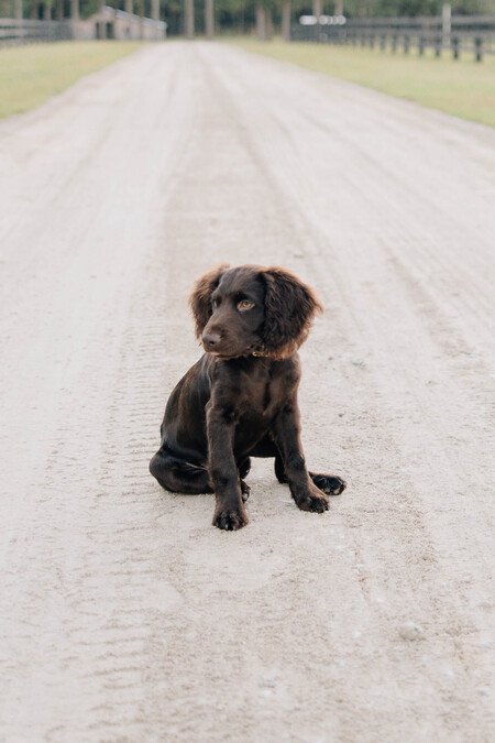 Entry image for Enzo. Clicking this image will show a larger photo