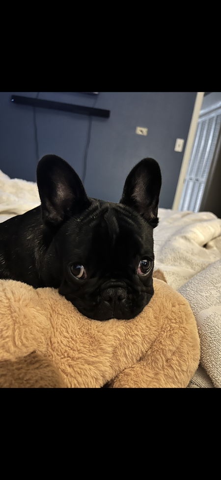 Entry image for General Patton. Clicking this image will show a larger photo