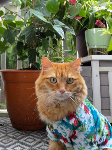 Entry image for Macaroni. Clicking this image will show a larger photo