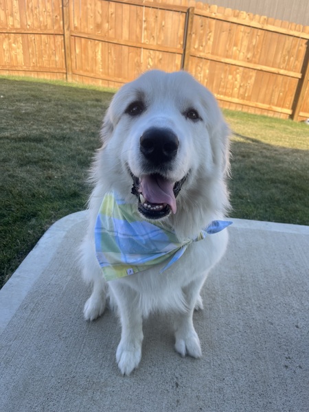 Entry image for Rocky. Clicking this image will show a larger photo