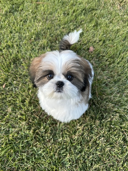 Entry image for Tillie Mae. Clicking this image will show a larger photo