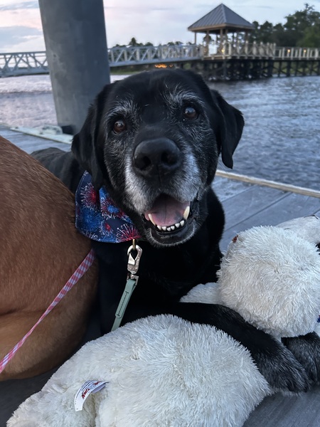 Entry image for Oskar. Clicking this image will show a larger photo