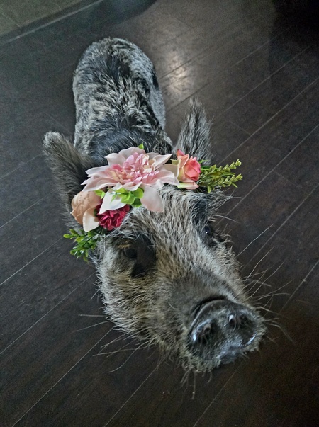 Entry image for Stella Mae. Clicking this image will show a larger photo