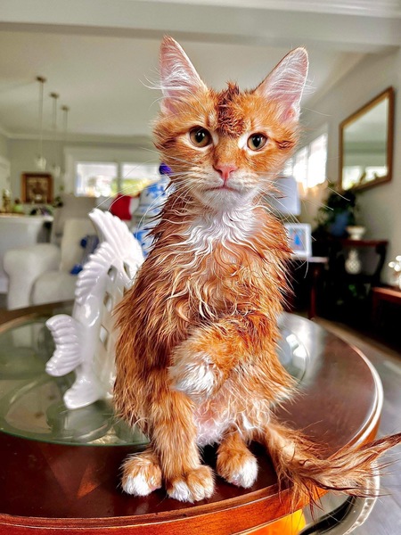 Entry image for Chester. Clicking this image will show a larger photo