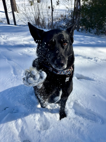 Entry image for Luna. Clicking this image will show a larger photo